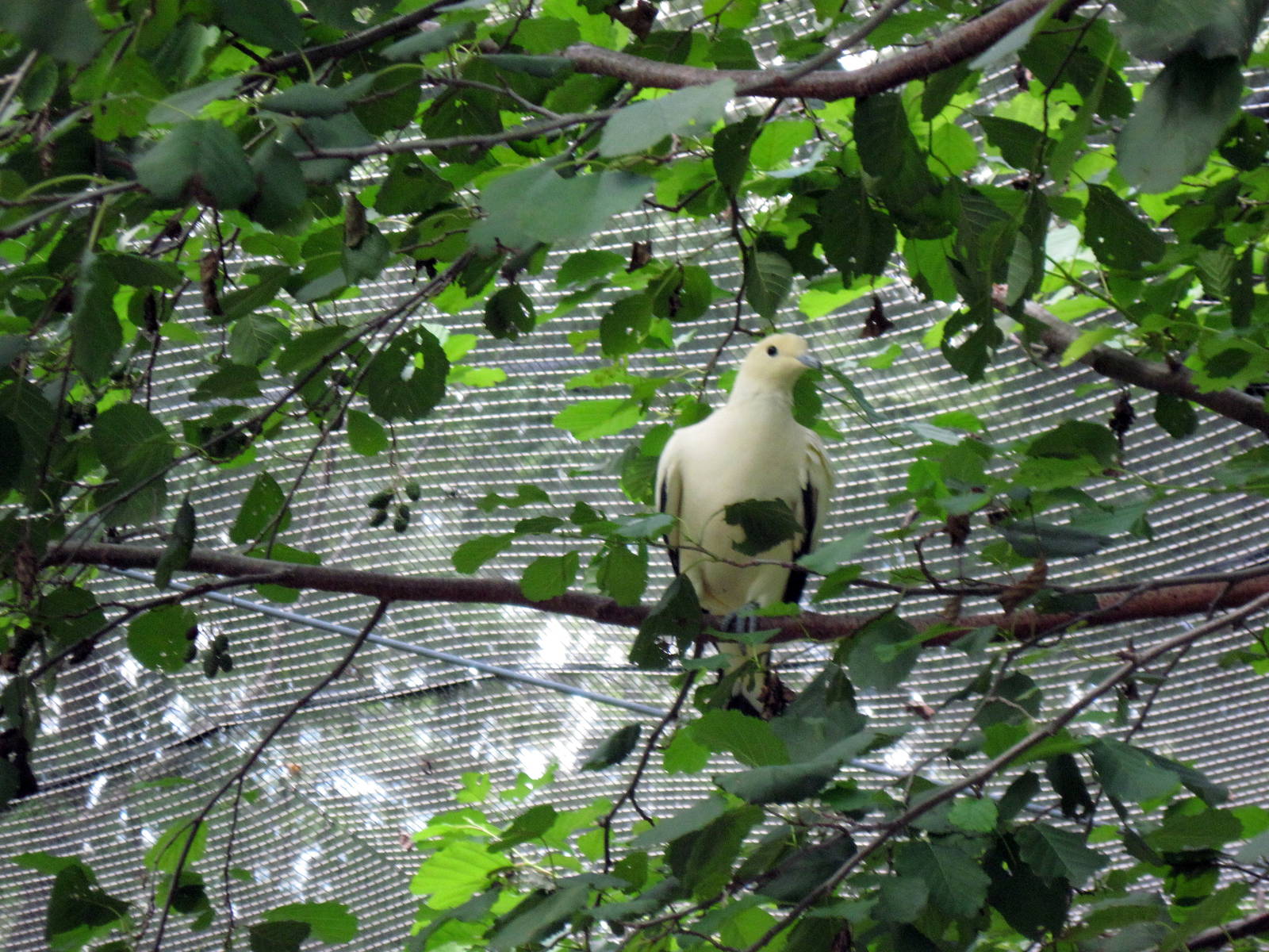 Australia-Pied Imperial-pigeon