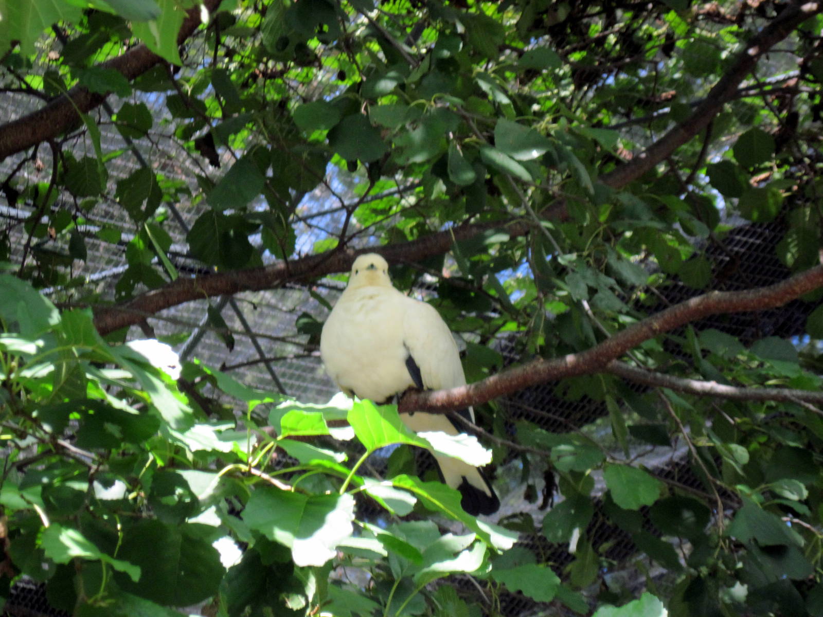 Australia-Pied Imperial Pigeon