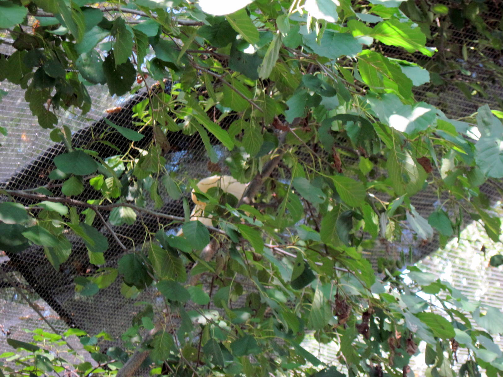 Australia-Pied Imperial Pigeon