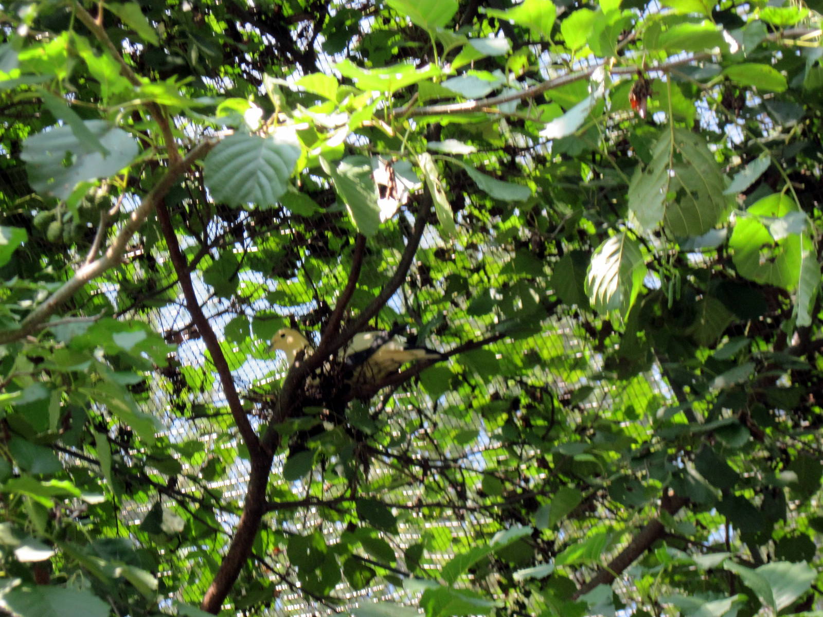 Australia-Pied Imperial Pigeon