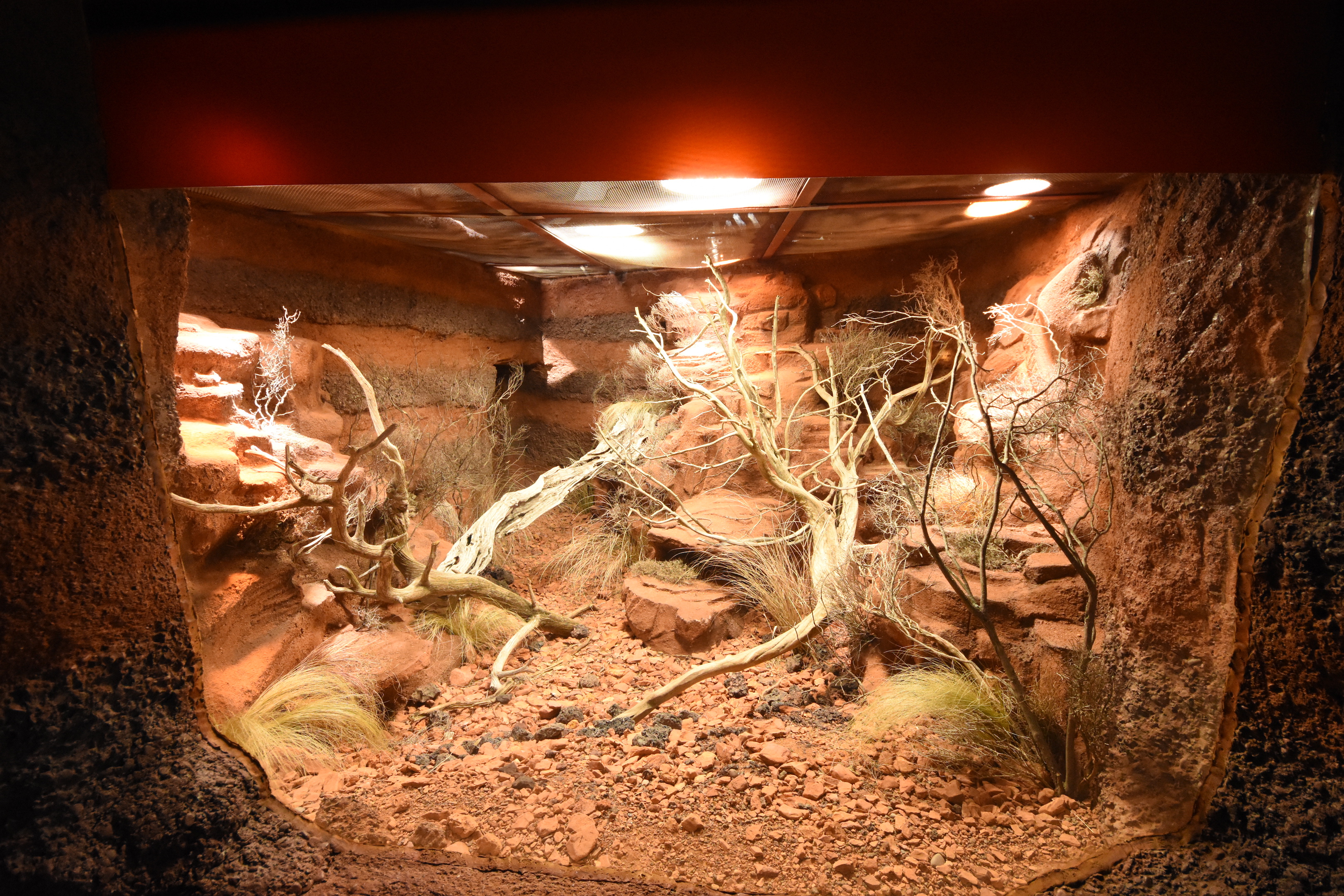 Australia - Pilbara monitor terrarium