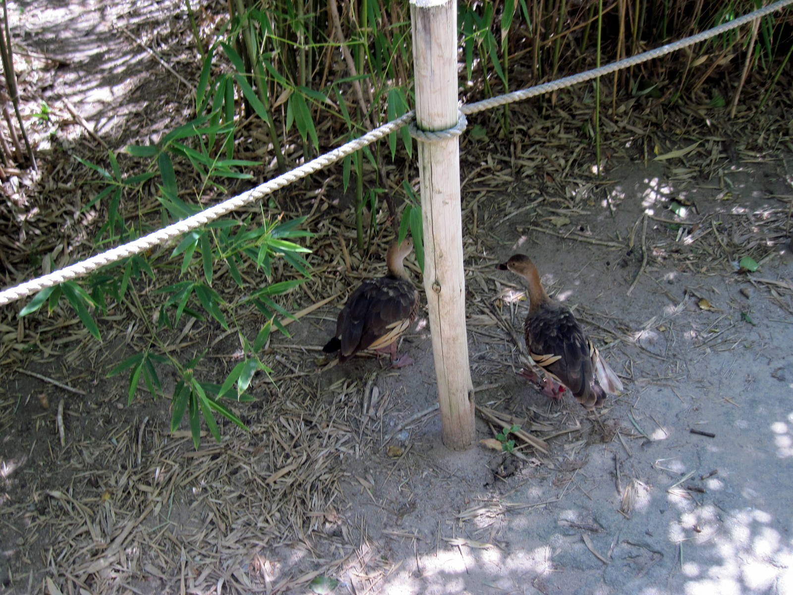 Australia-Plumed Whistling Ducks