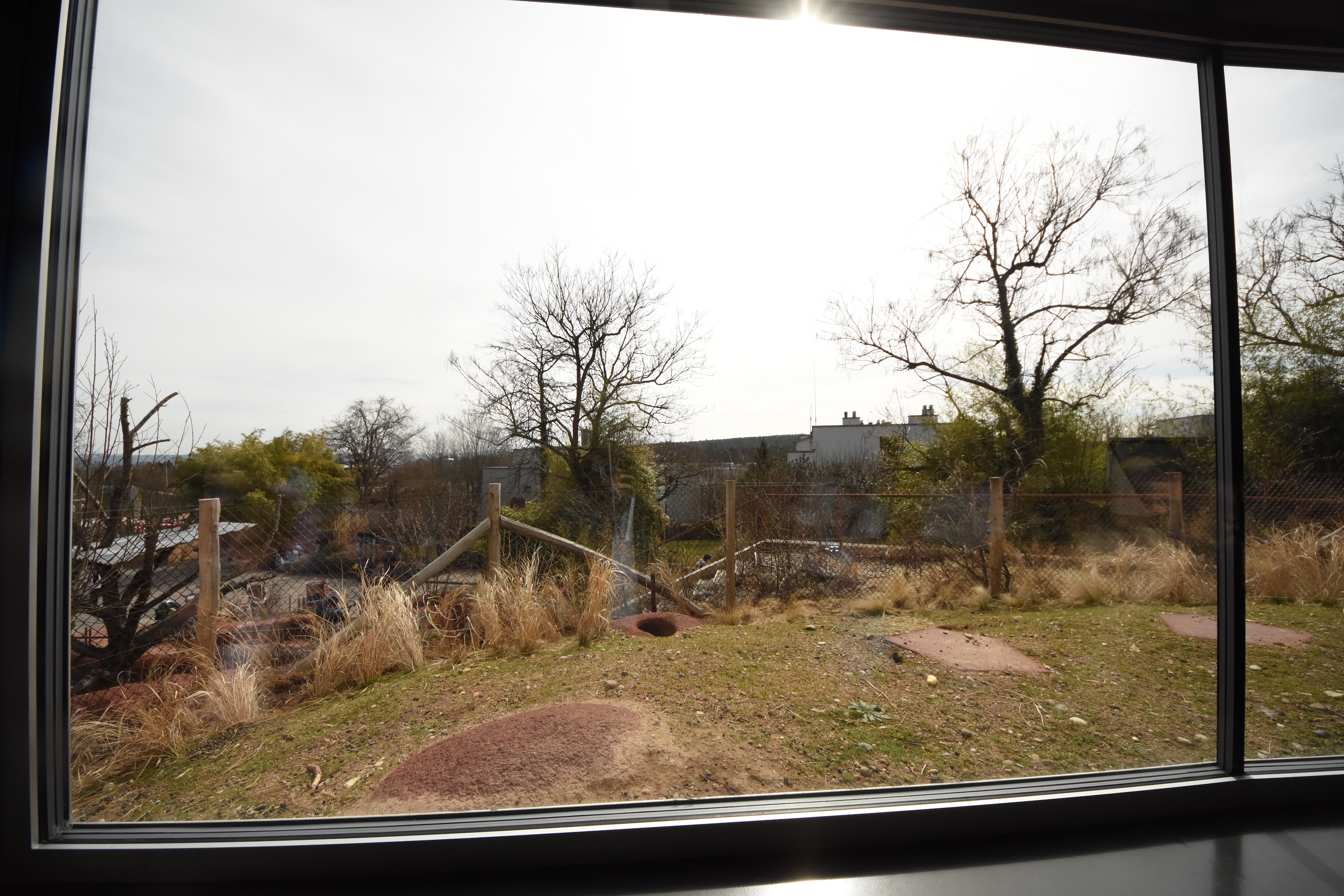 Australia - Rabbit enclosure