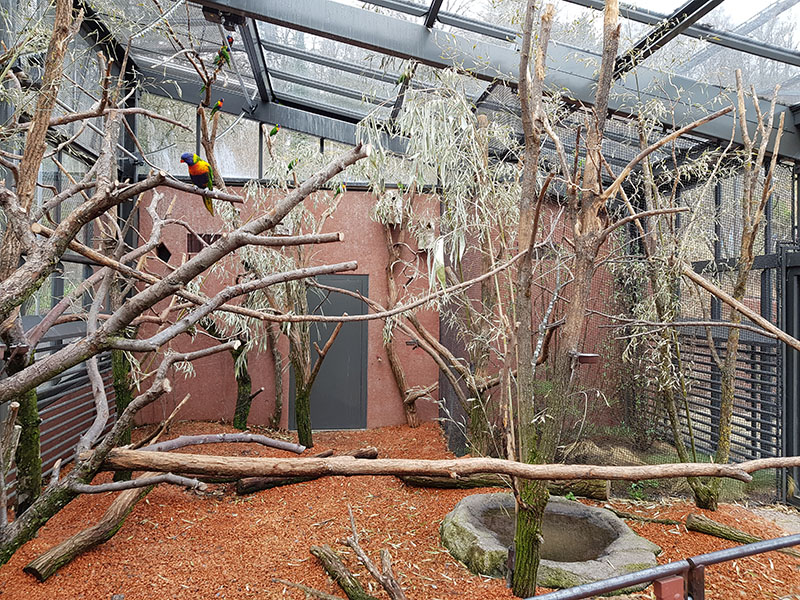 Australia: Rainbow lorikeet aviary