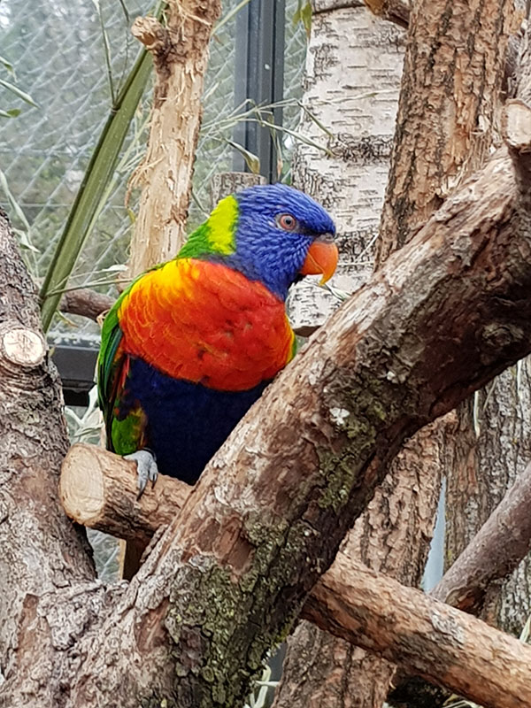 Australia: Rainbow lorikeet