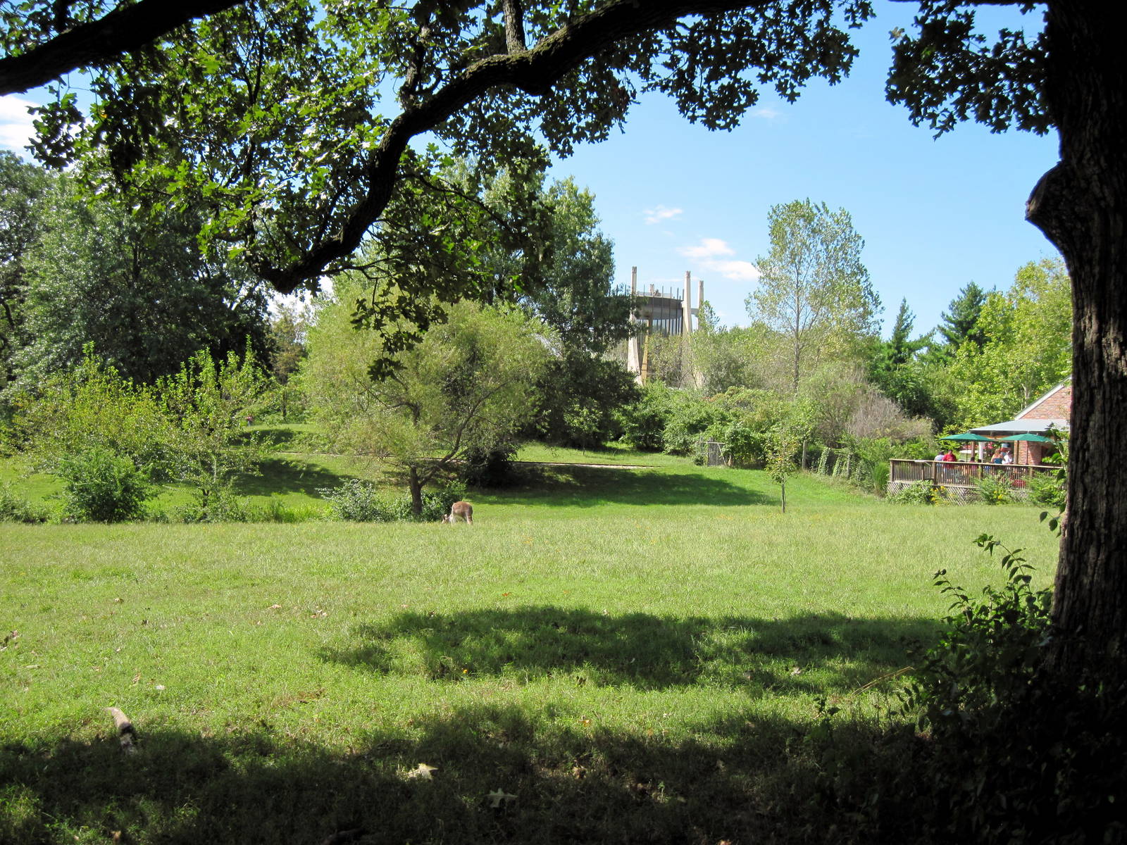 Australia-Red Kangaroo Exhibit