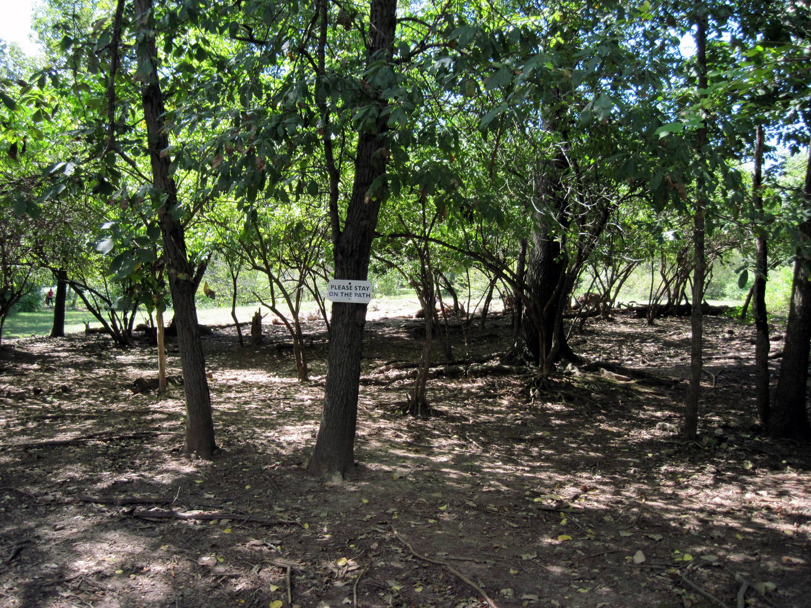 Australia-Red Kangaroo Exhibit