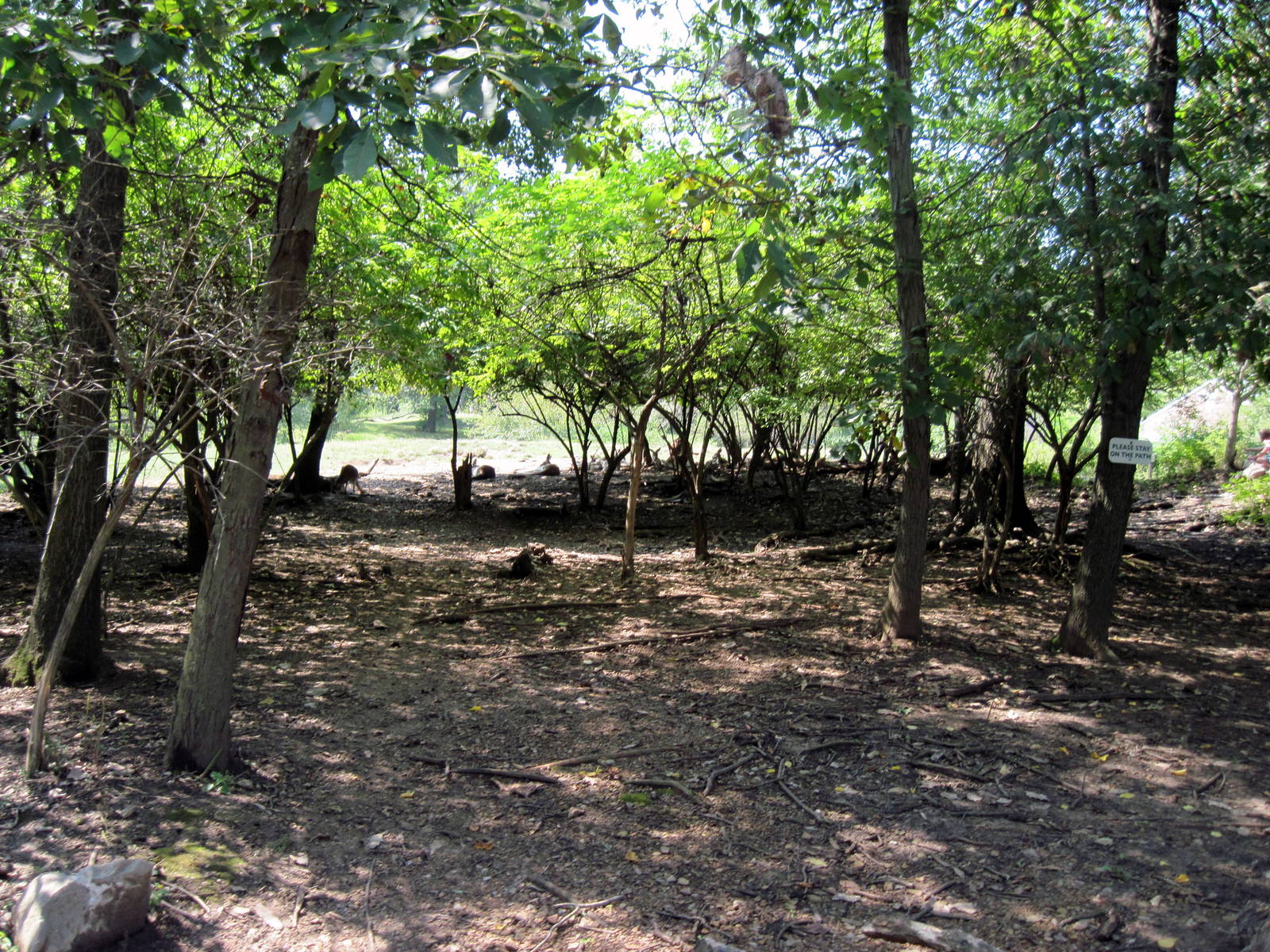 Australia-Red Kangaroo Exhibit