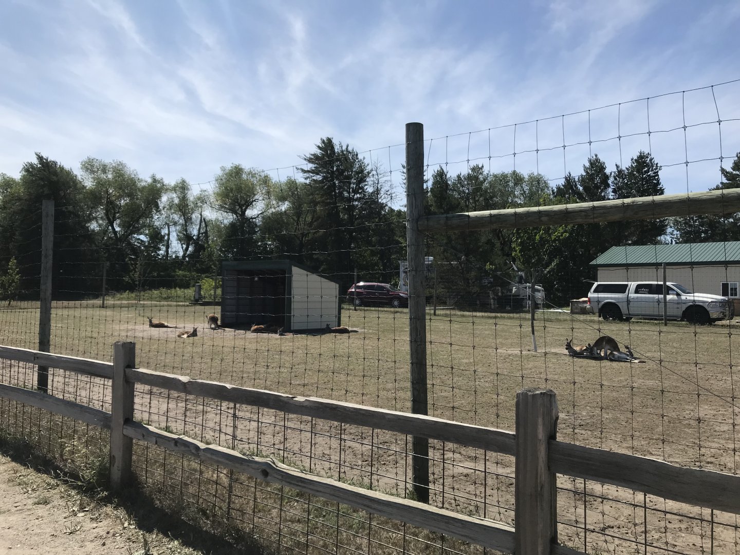 Australia- red kangaroo exhibit