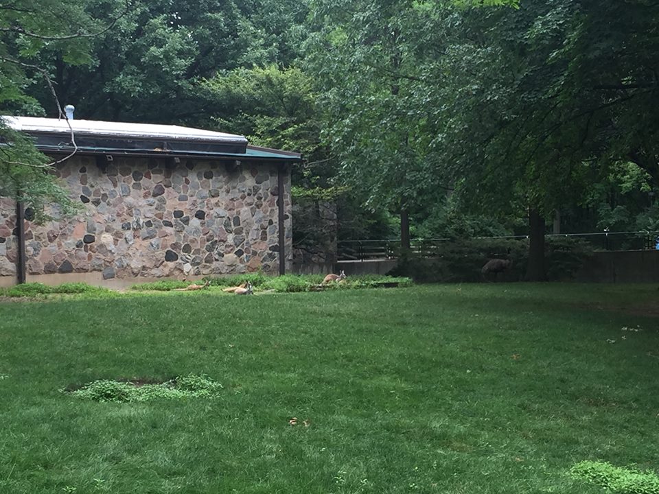 Australia- Red Kangaroo