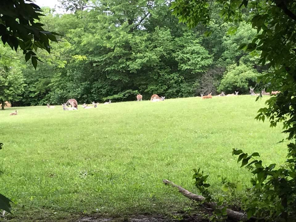 Australia- Red Kangaroo