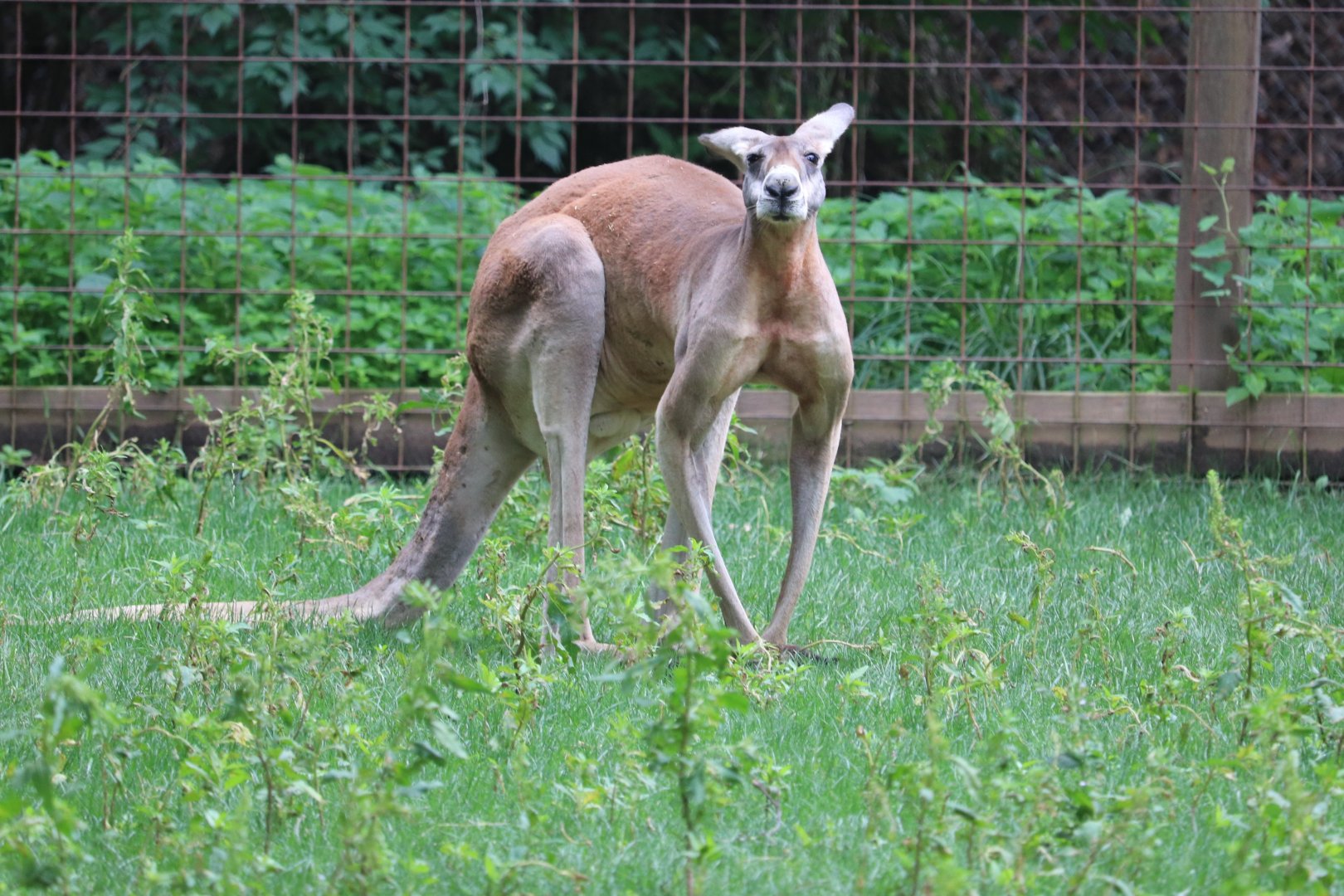 Australia - Red Kangaroo