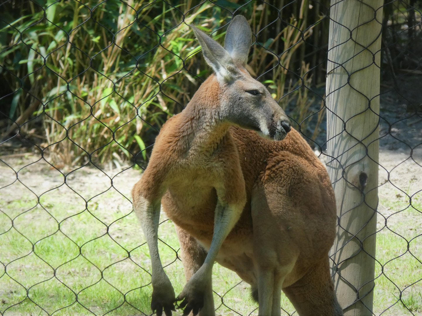 Australia - Red Kangaroo