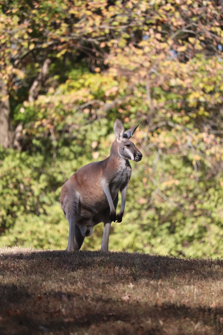 Australia - Red Kangaroo