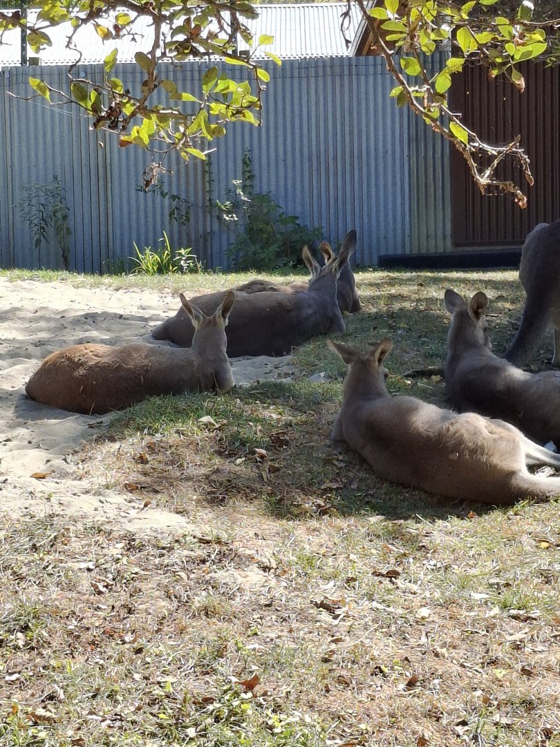 Australia- Red Kangaroo