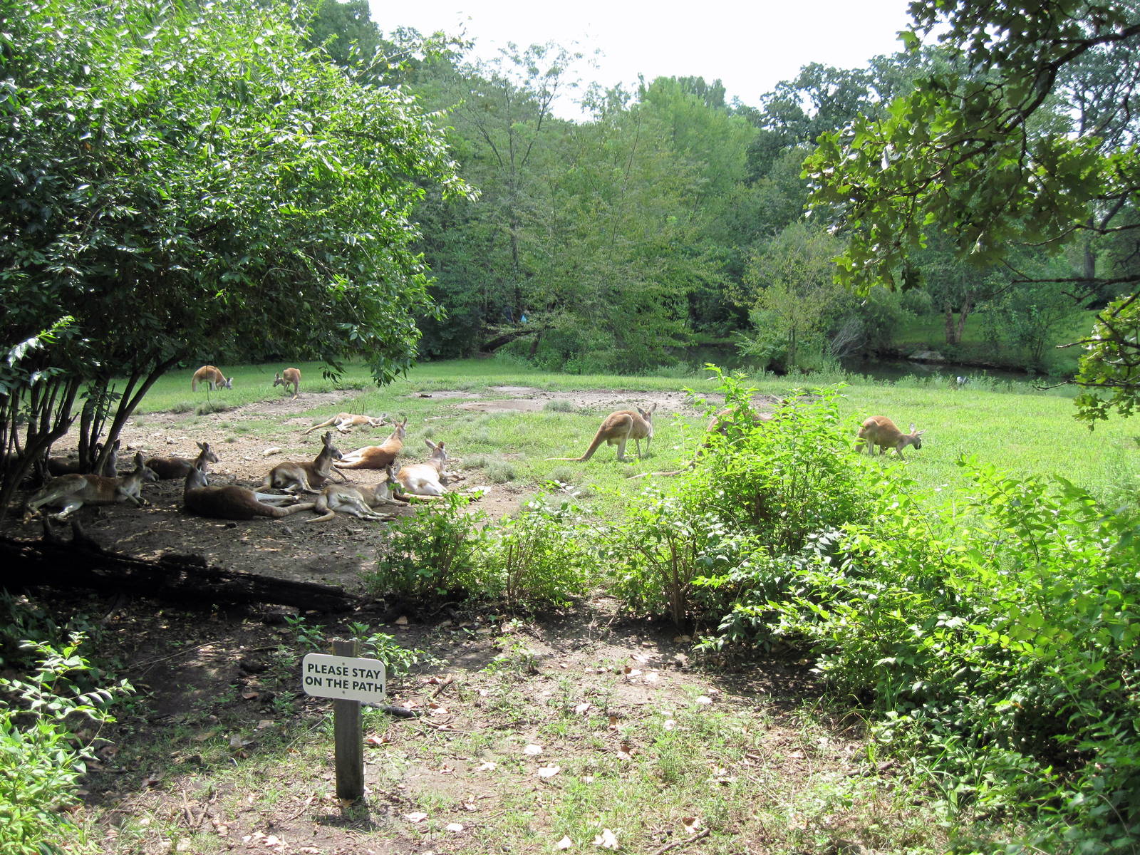 Australia-Red Kangaroos