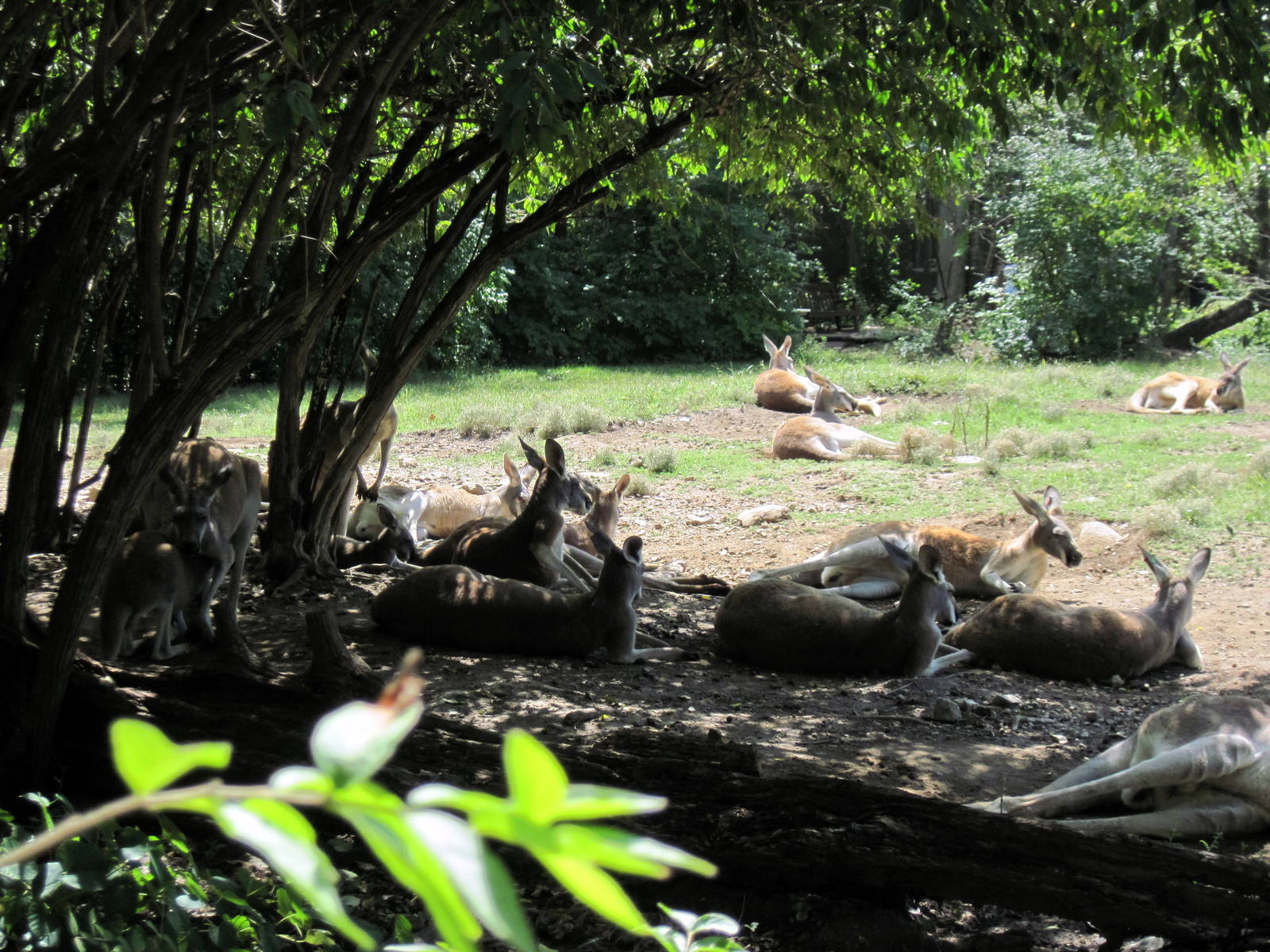 Australia-Red Kangaroos