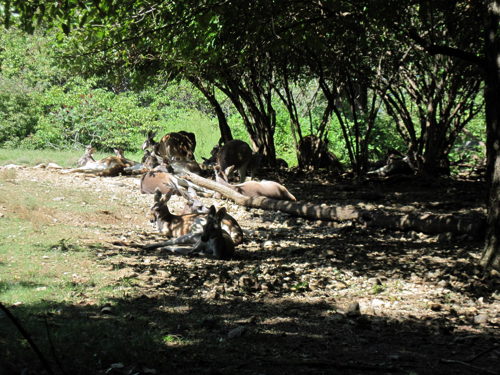 Australia-Red Kangaroos