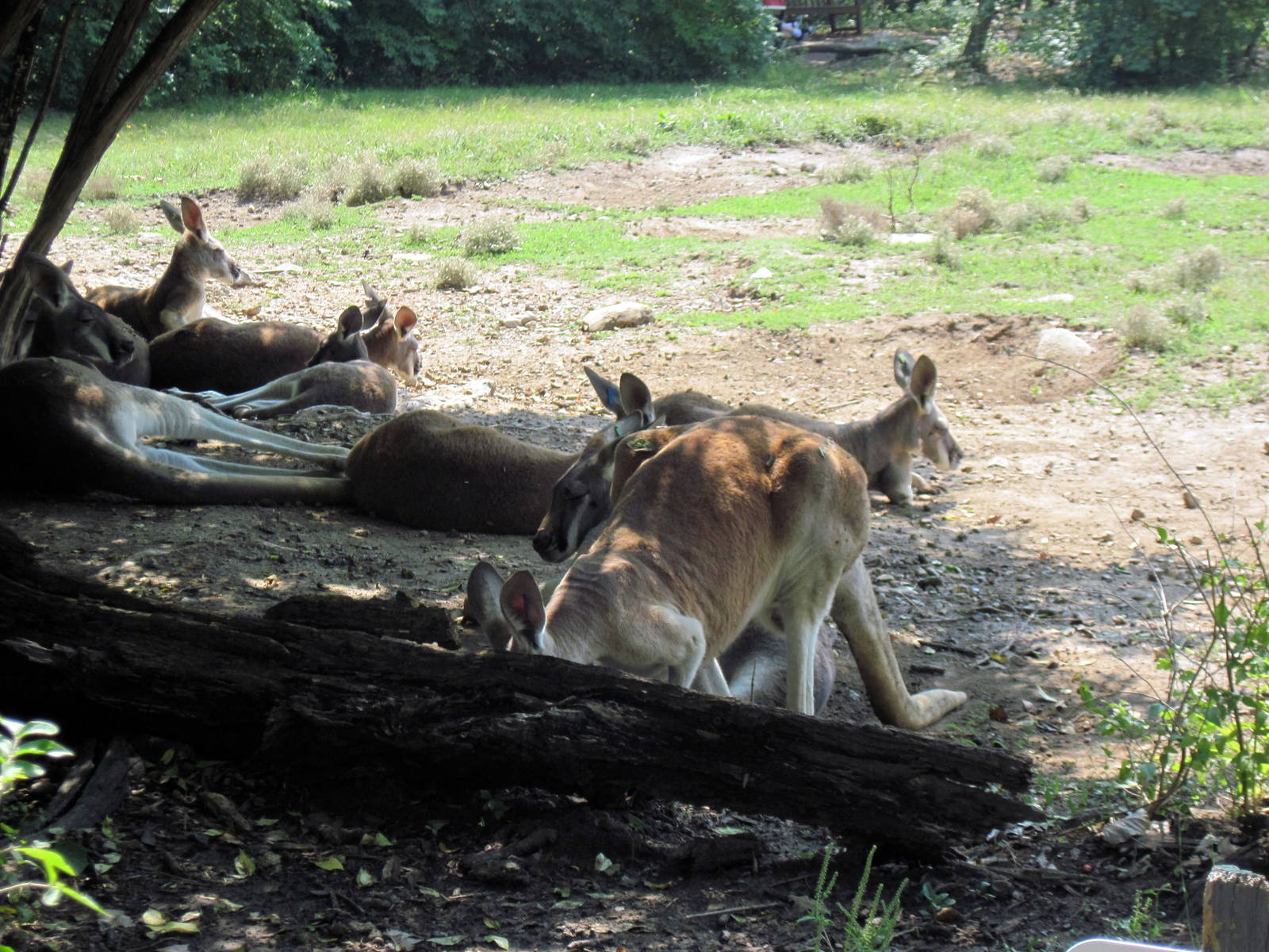 Australia-Red Kangaroos