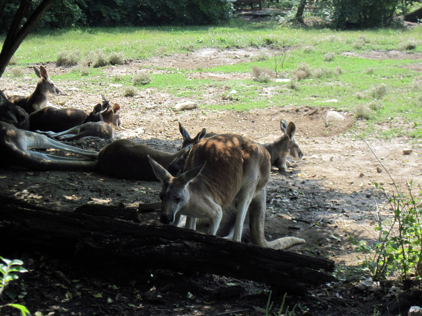 Australia-Red Kangaroos