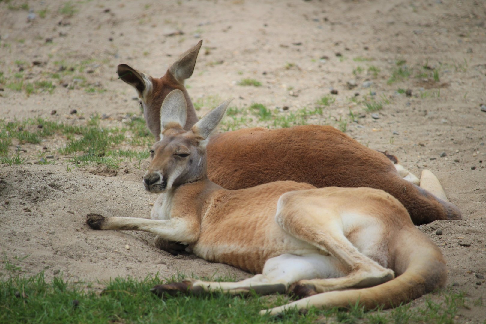 Australia - Red Kangaroos