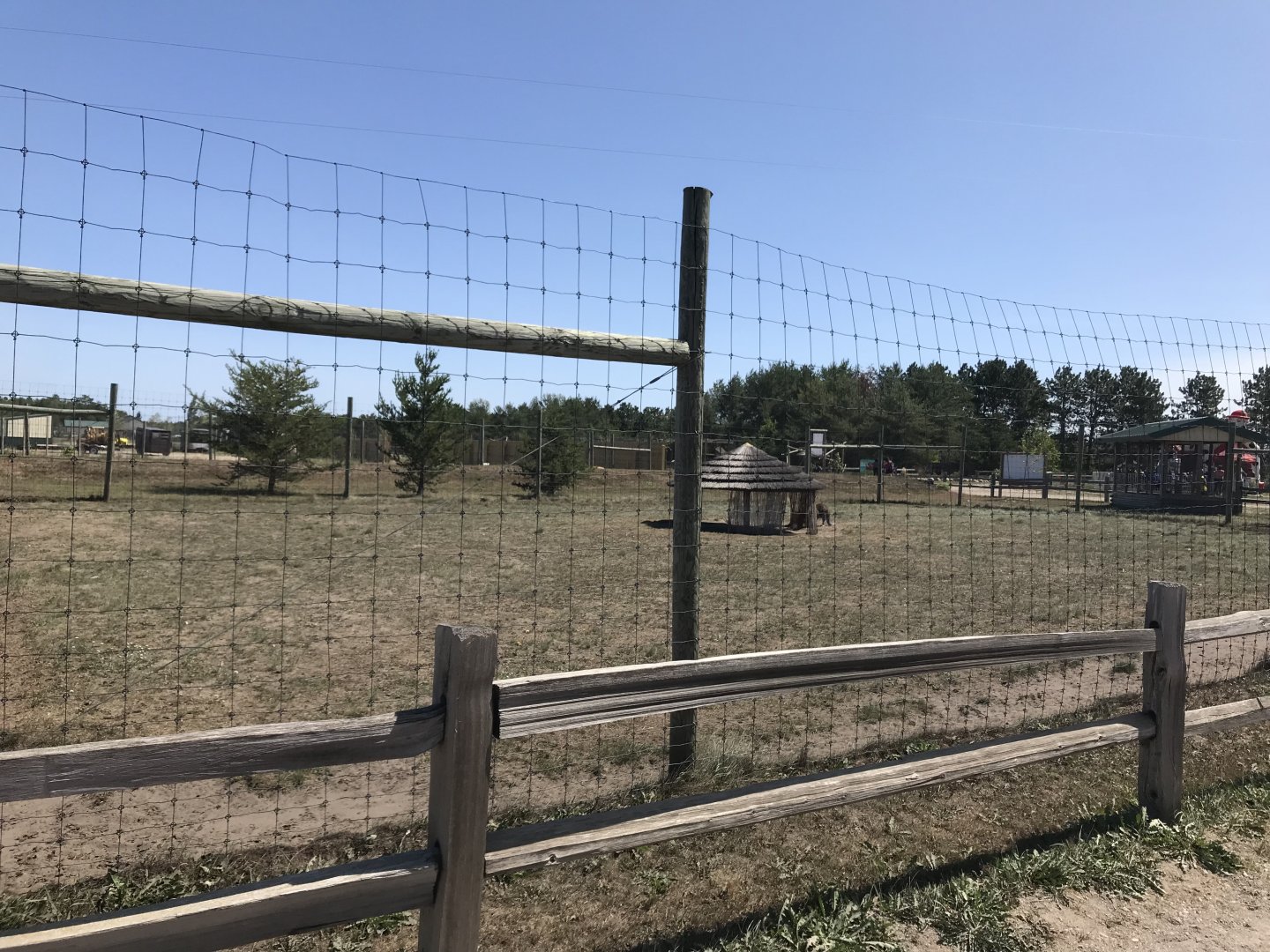 Australia- red-necked wallaby exhibit