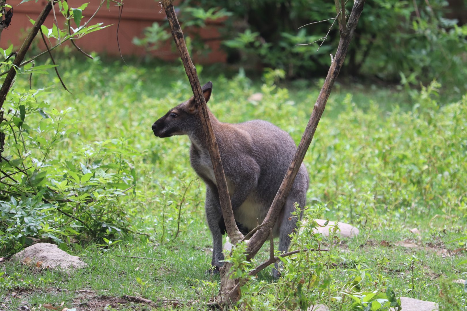 Australia - Red-Necked Wallaby