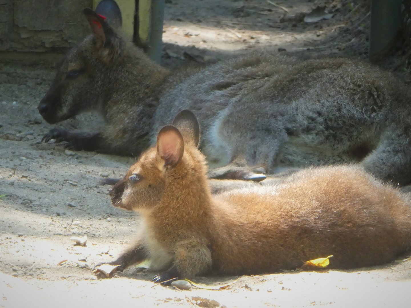 Australia - Red-necked Wallaby