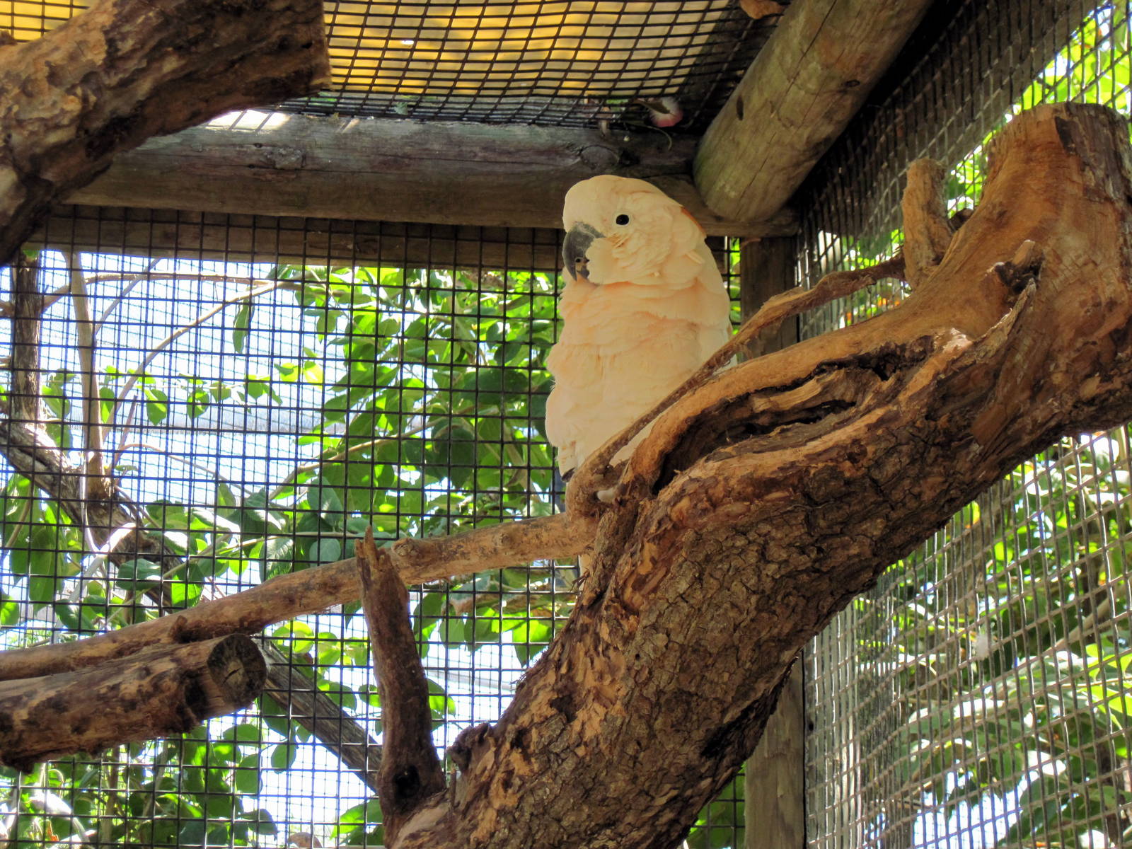 Australia-Salmon-crested Cockatoo