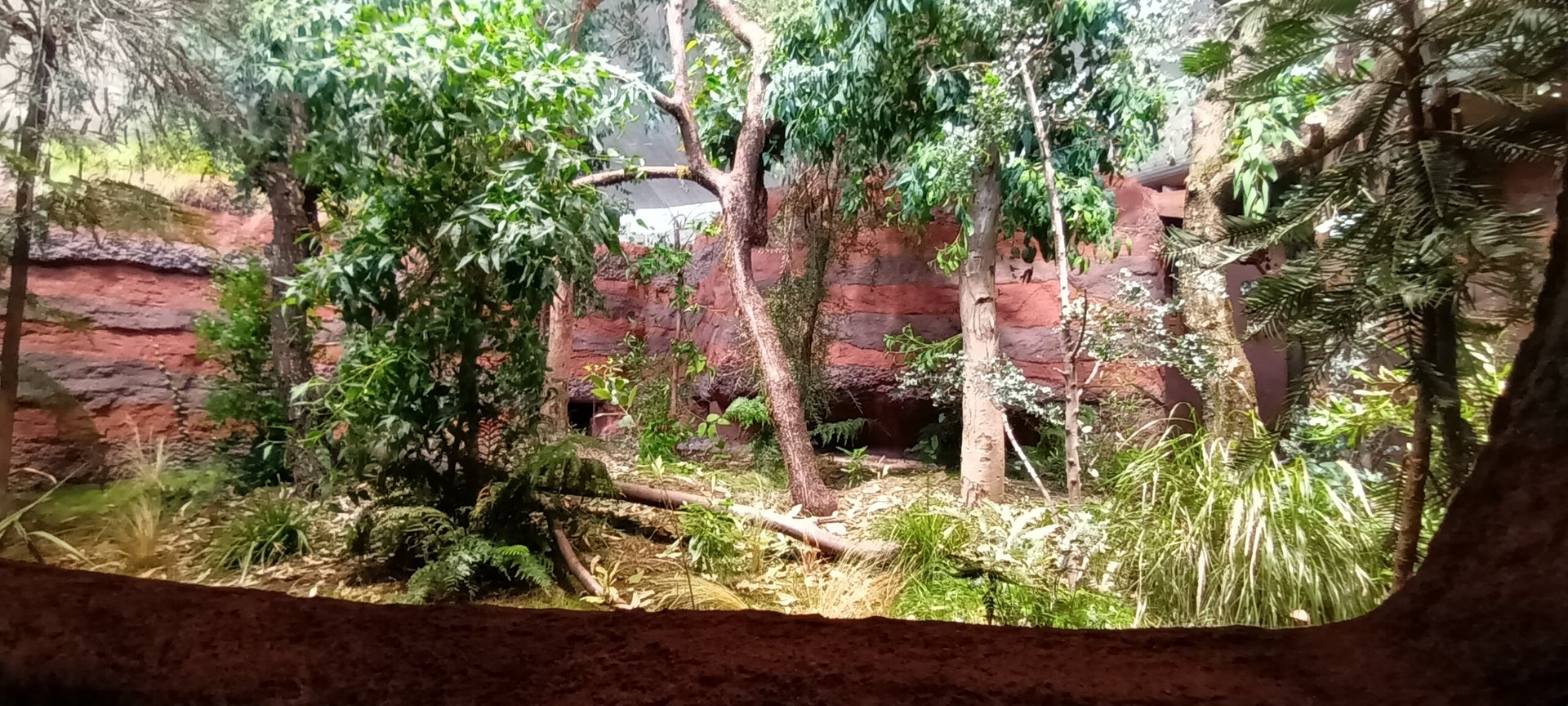 Australia second new indoor Koala Enclosure