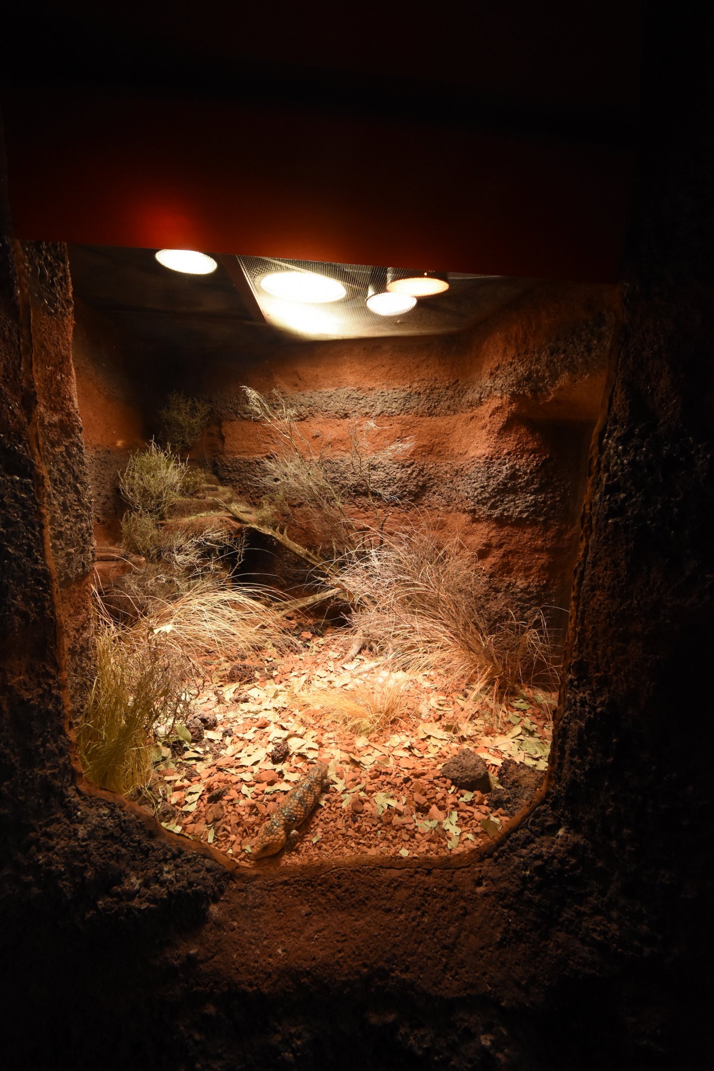 Australia - Shingleback terrarium