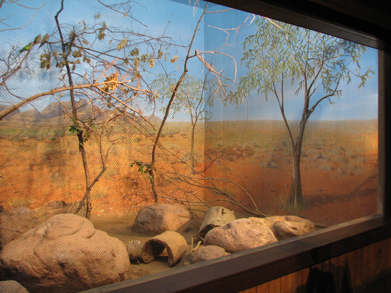 Australia - Short-nosed Echidna, Scarlet-chested Parrot, and Princess Parro