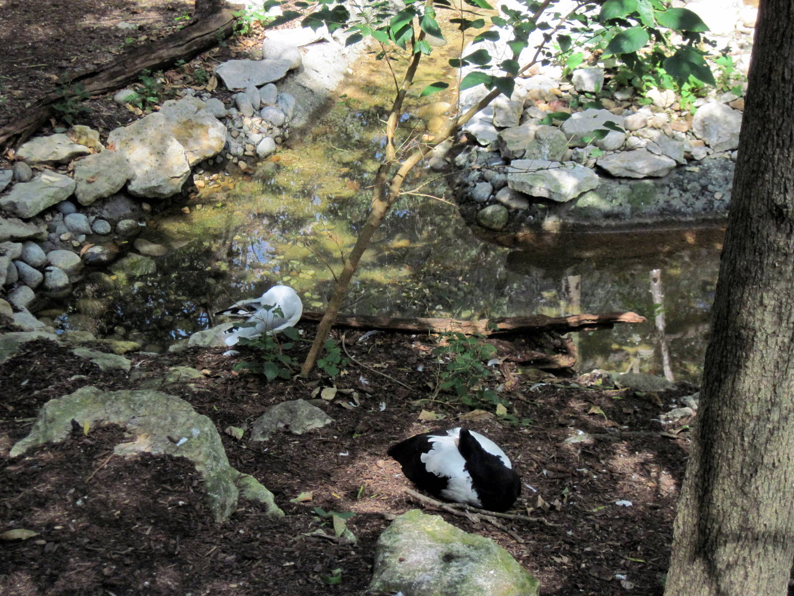 Australia-Silver Gull and Magpie Goose
