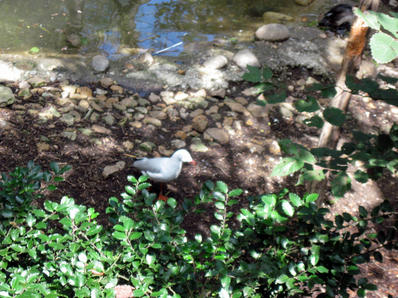 Australia-Silver Gull