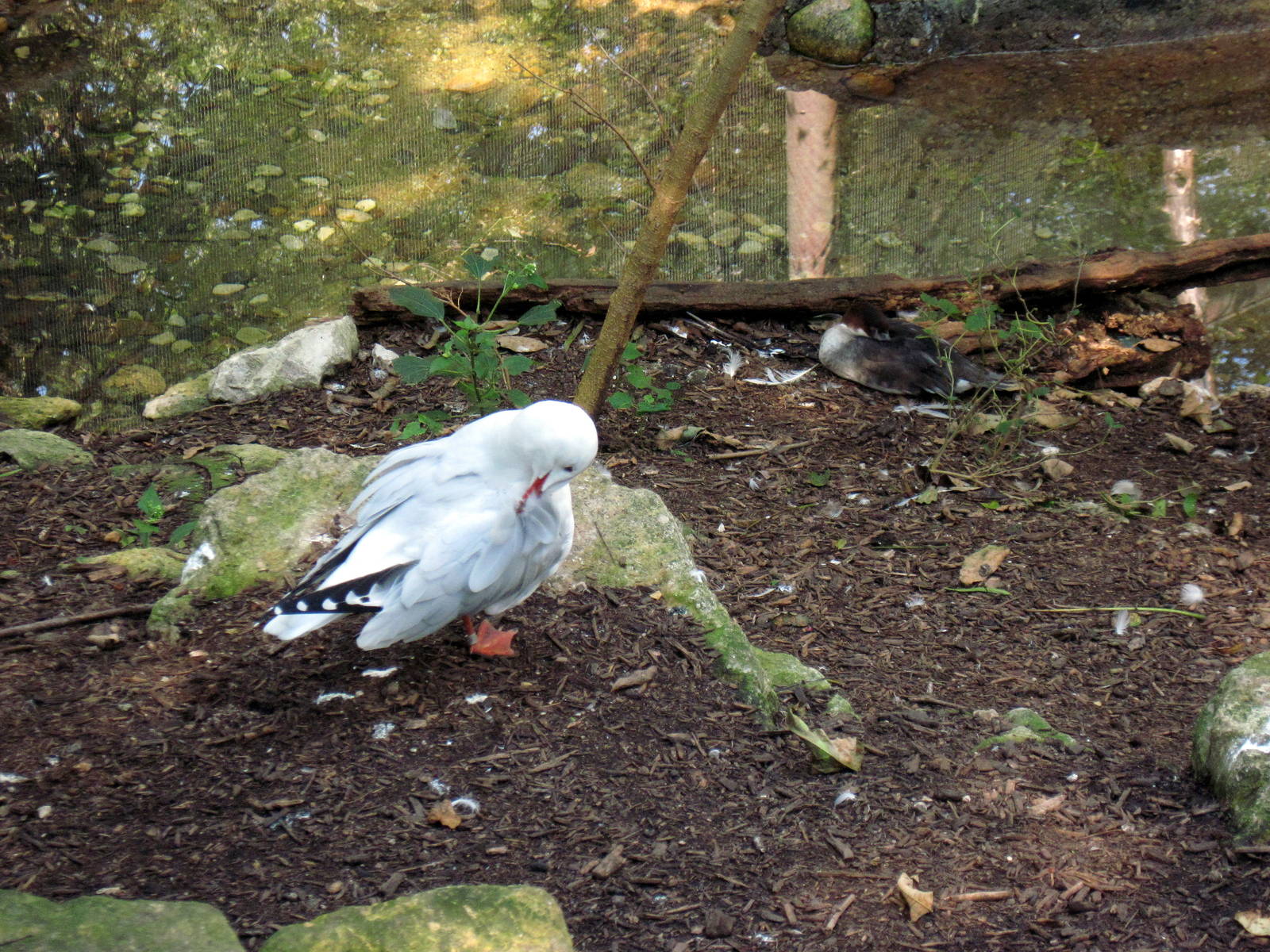 Australia-Silver Gull