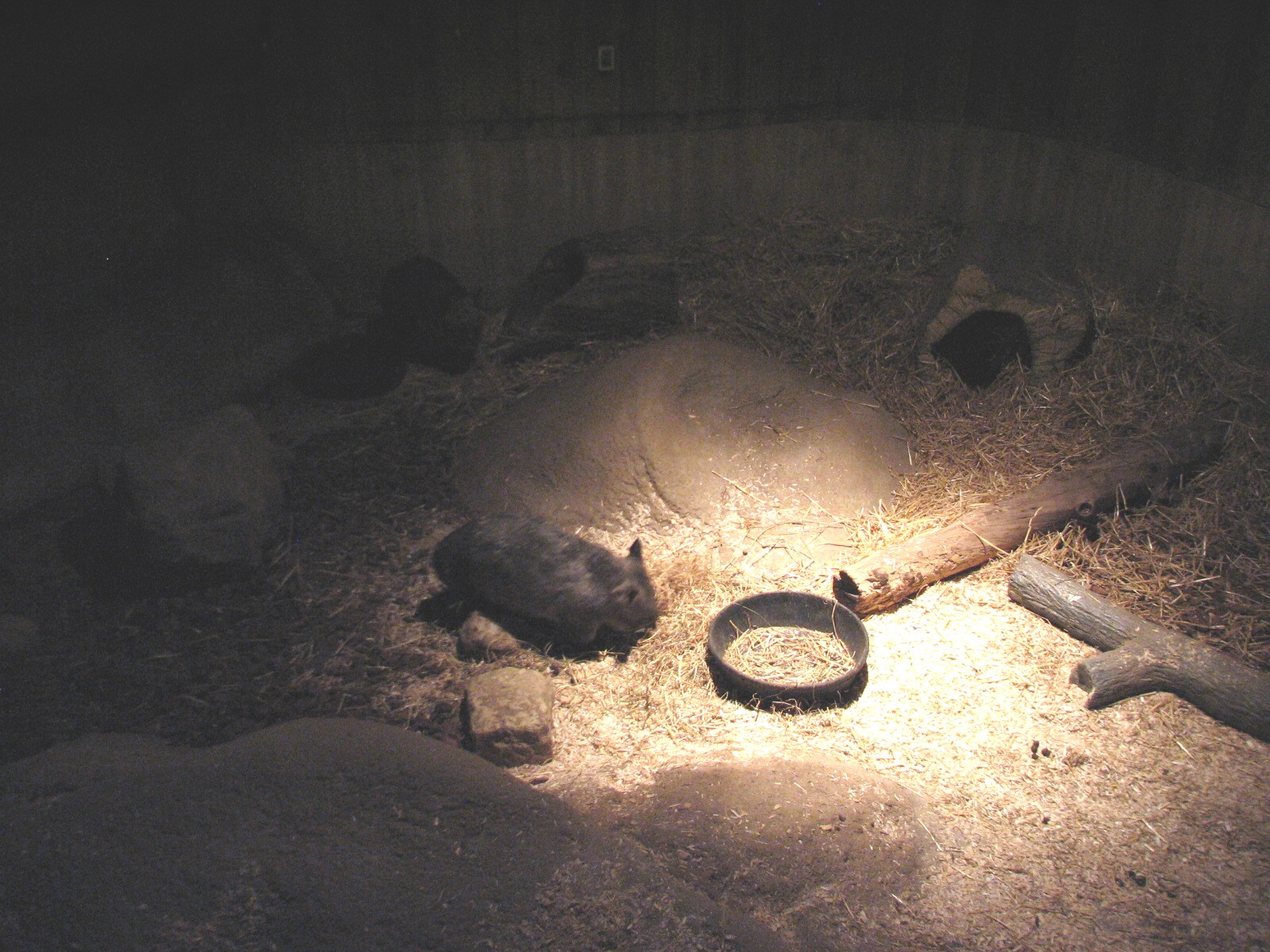 Australia - Southern hairy-nosed Wombat Exhibit 1