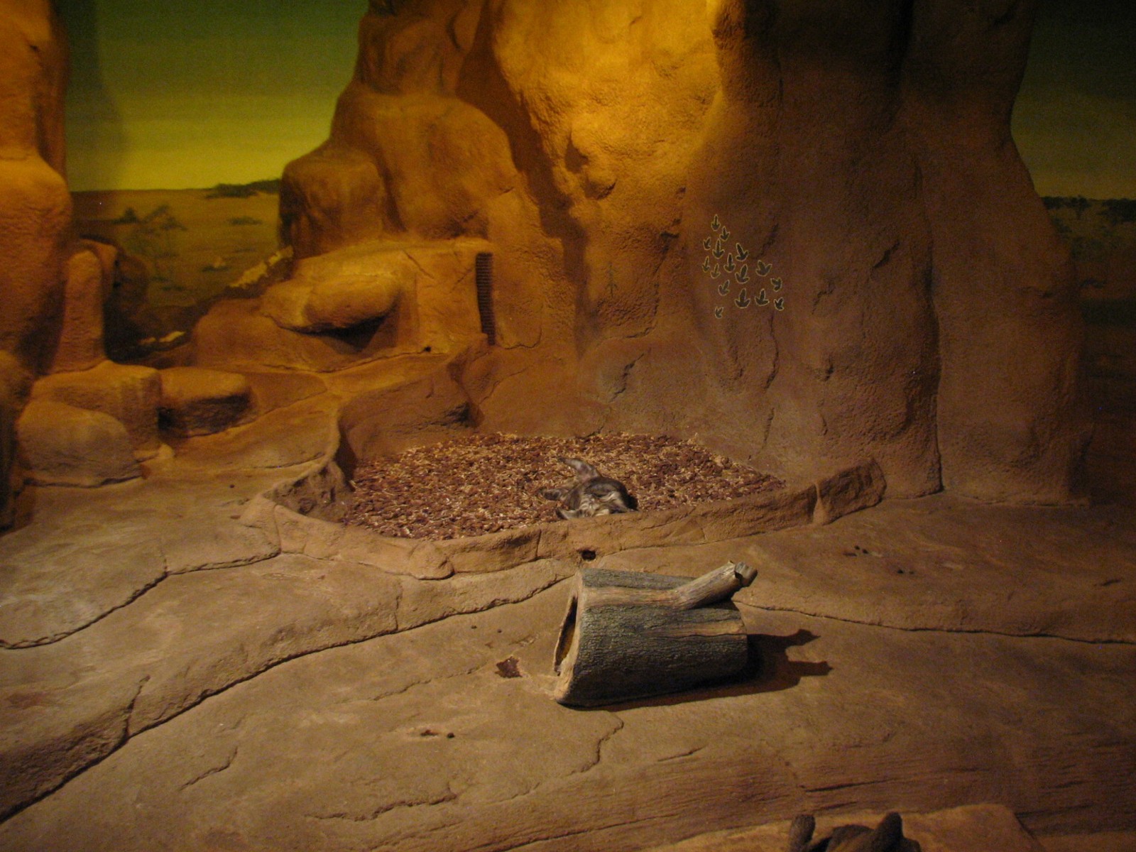 Australia - Southern hairy-nosed Wombat Exhibit 3