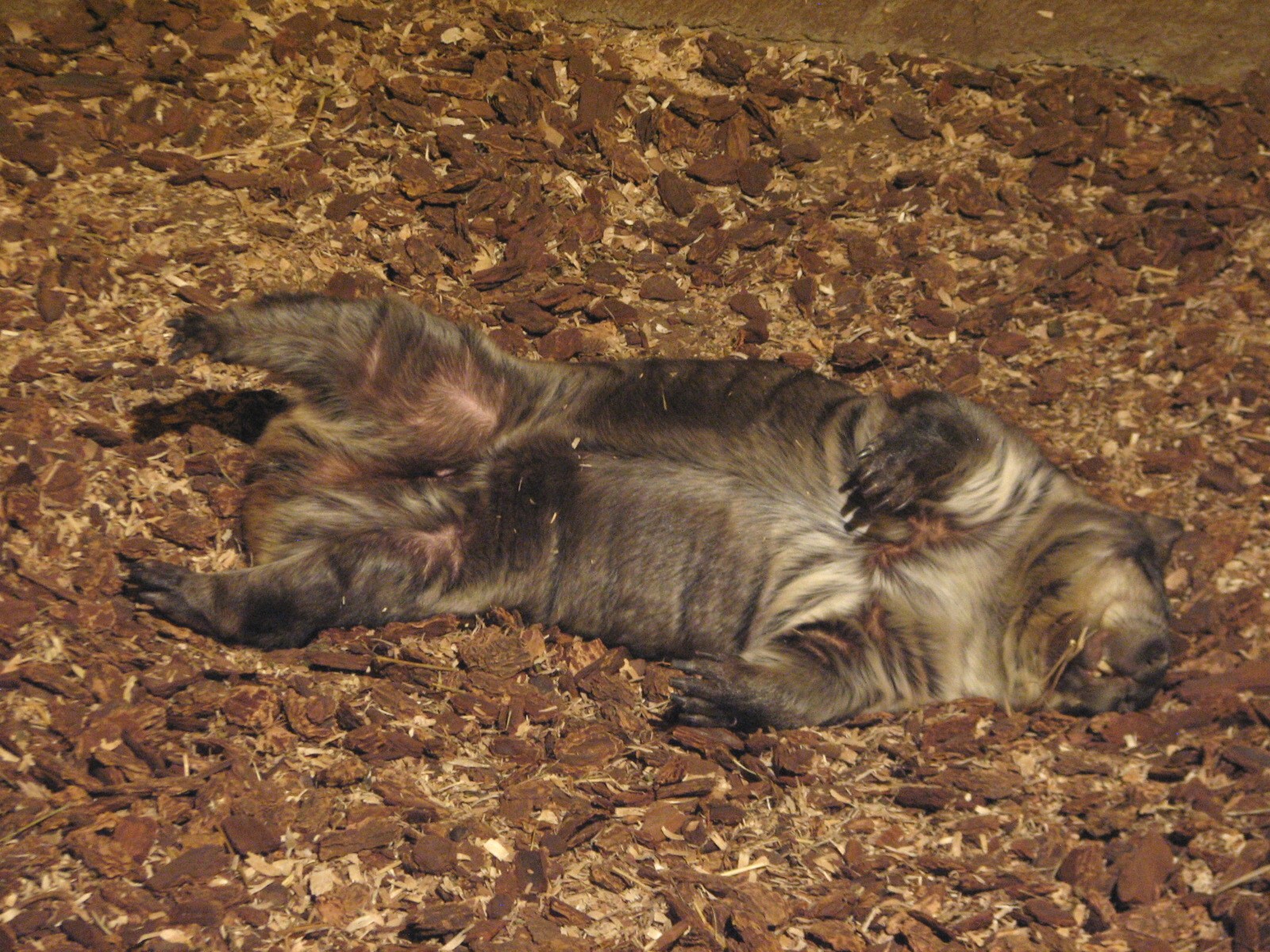 Australia - Southern hairy-nosed Wombat