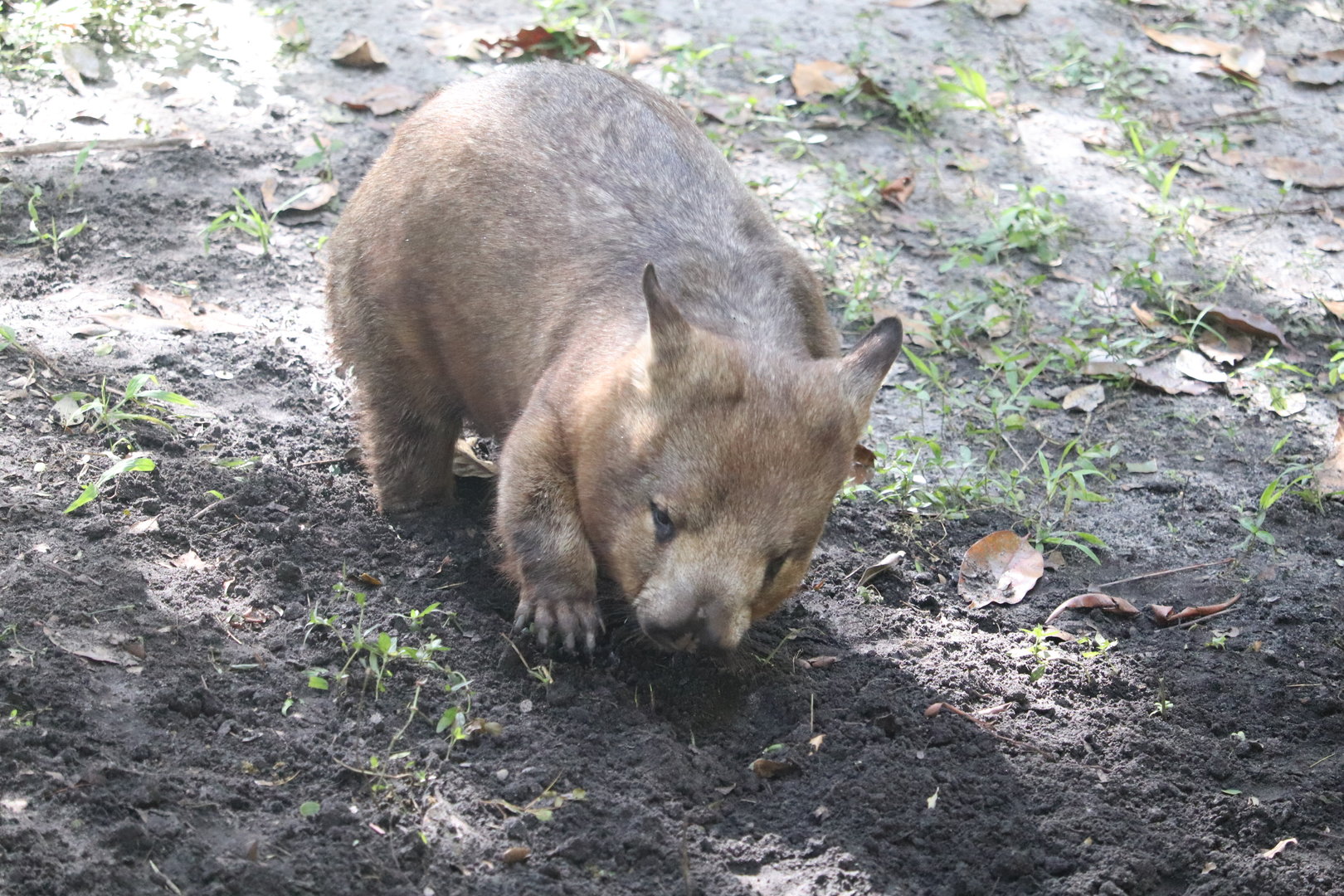 Australia - Southern Hairy-Nosed Wombat