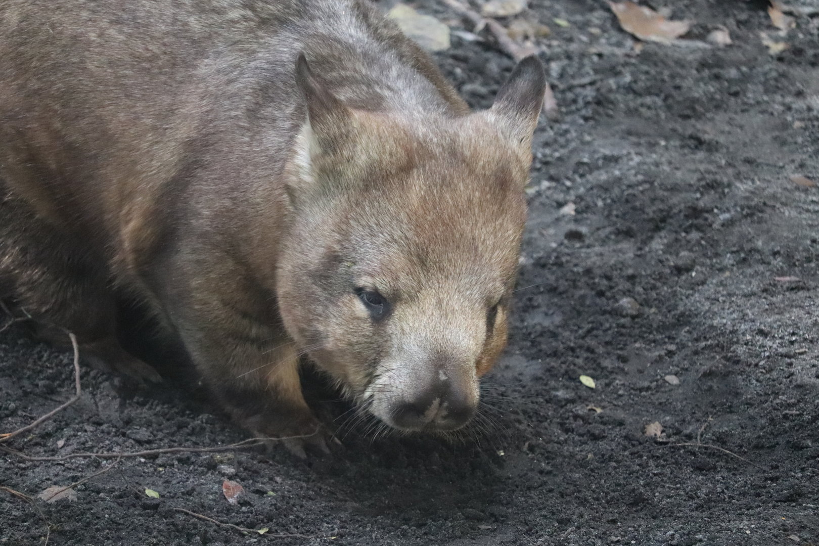 Australia - Southern Hairy-Nosed Wombat