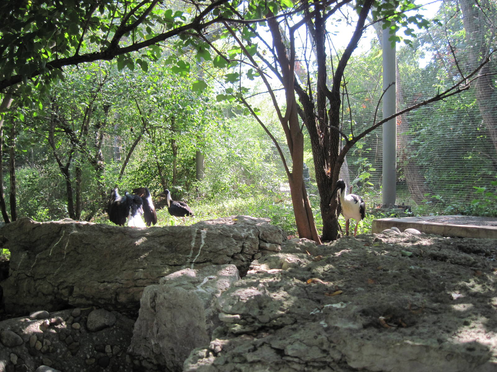 Australia-Straw Necked Ibis