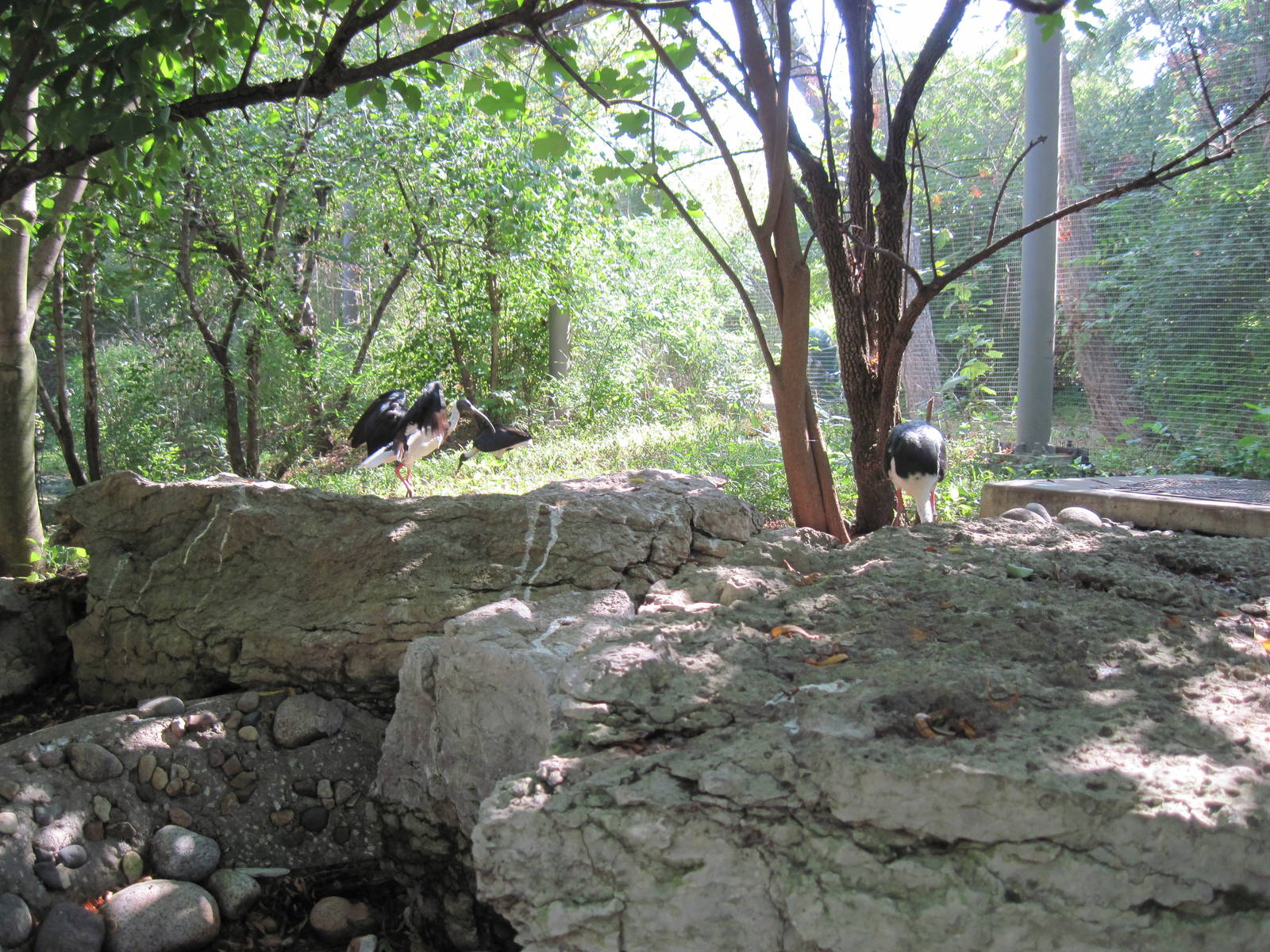 Australia-Straw Necked Ibis