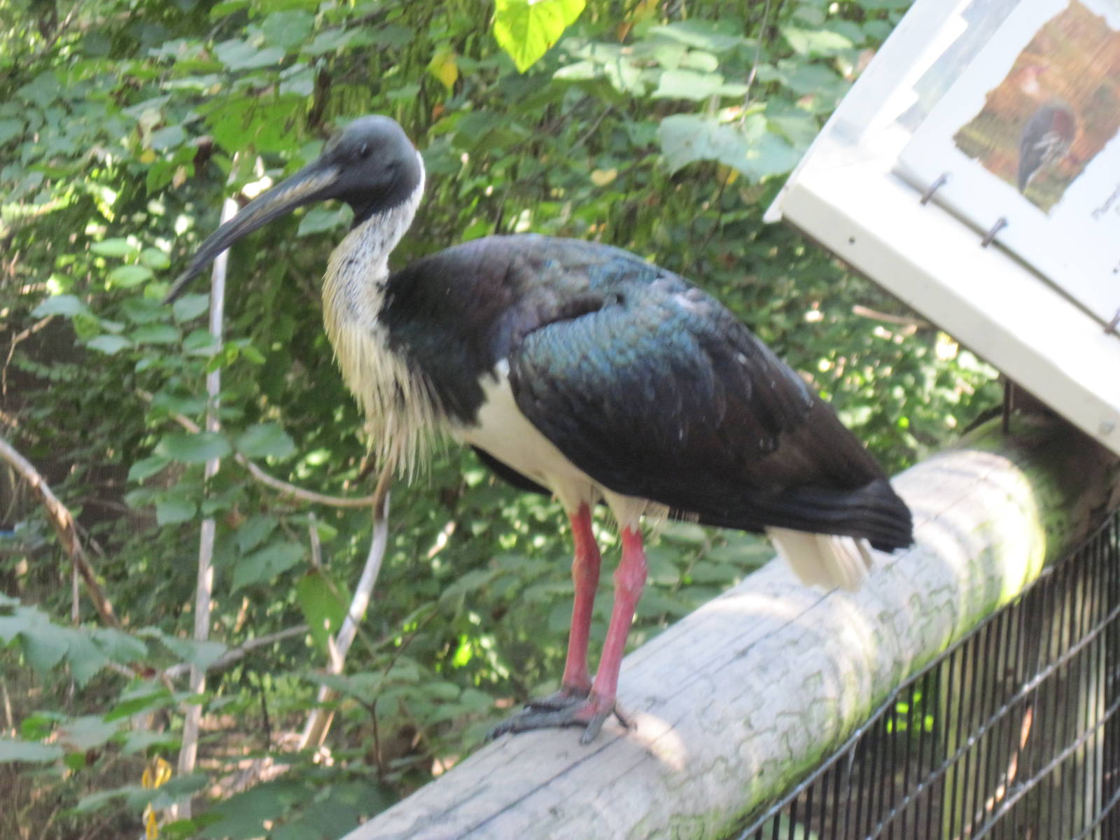 Australia-Straw Necked Ibis