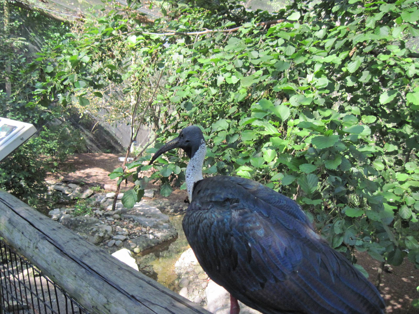 Australia-Straw Necked Ibis