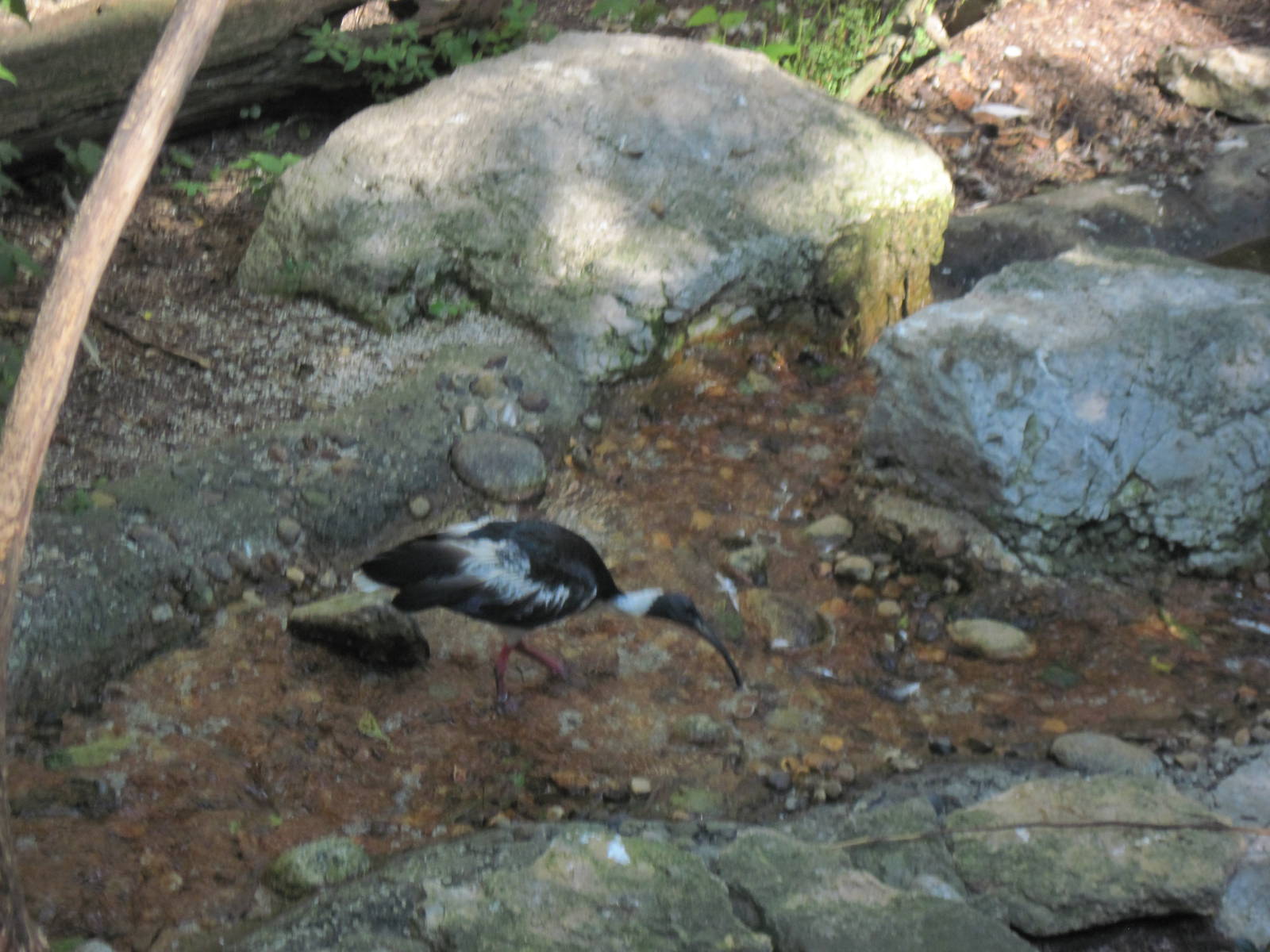 Australia-Straw Necked Ibis