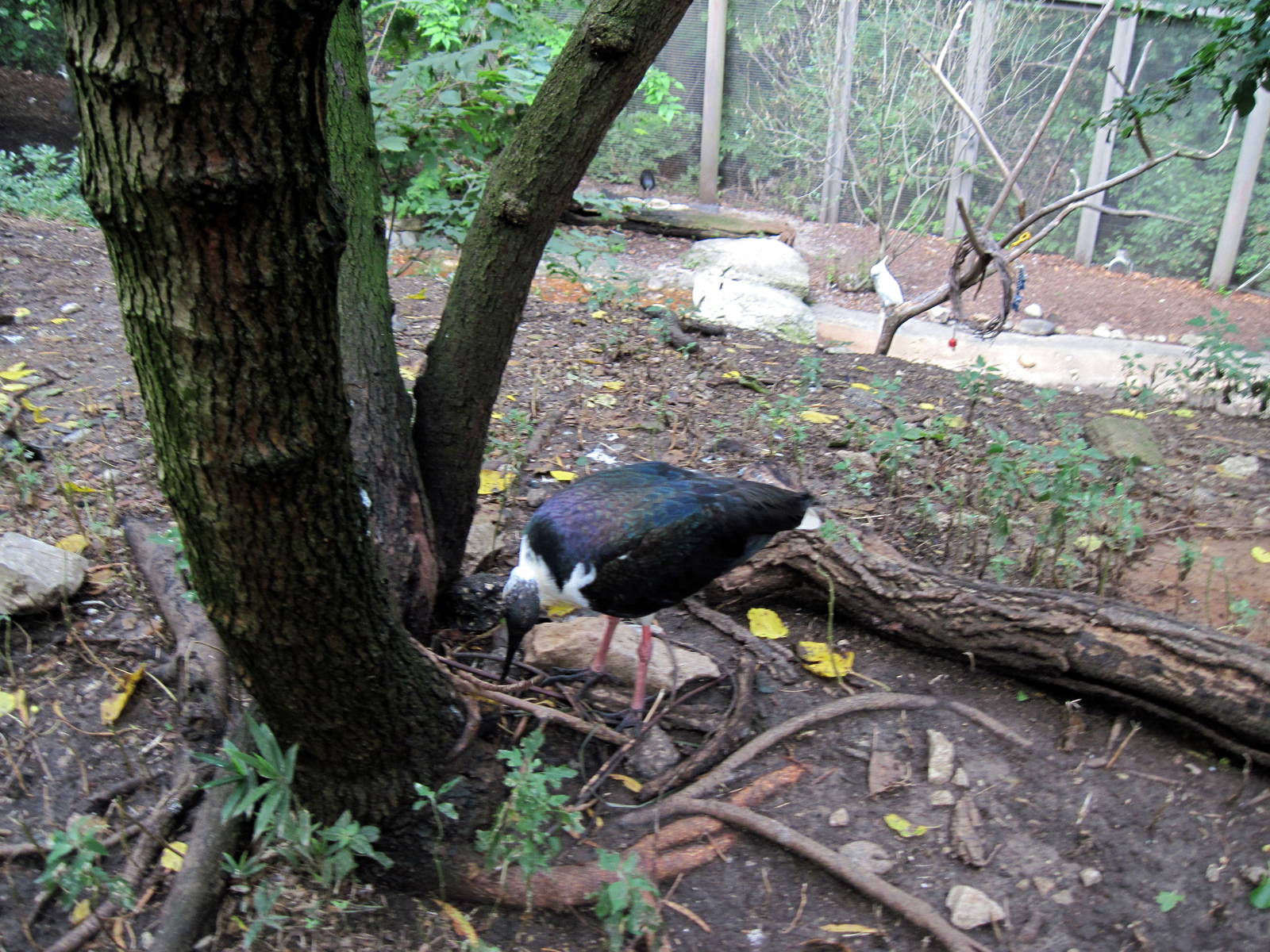 Australia-Straw Necked Ibis