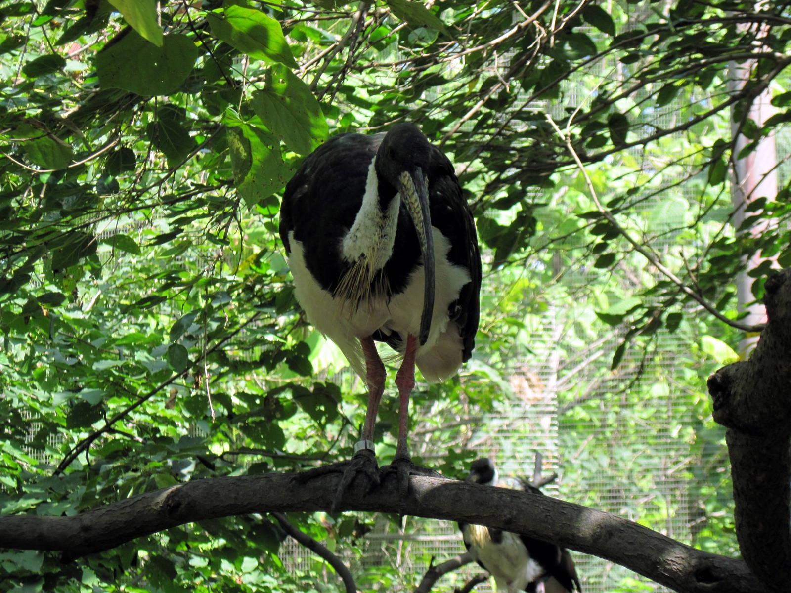 Australia-Straw-necked Ibis