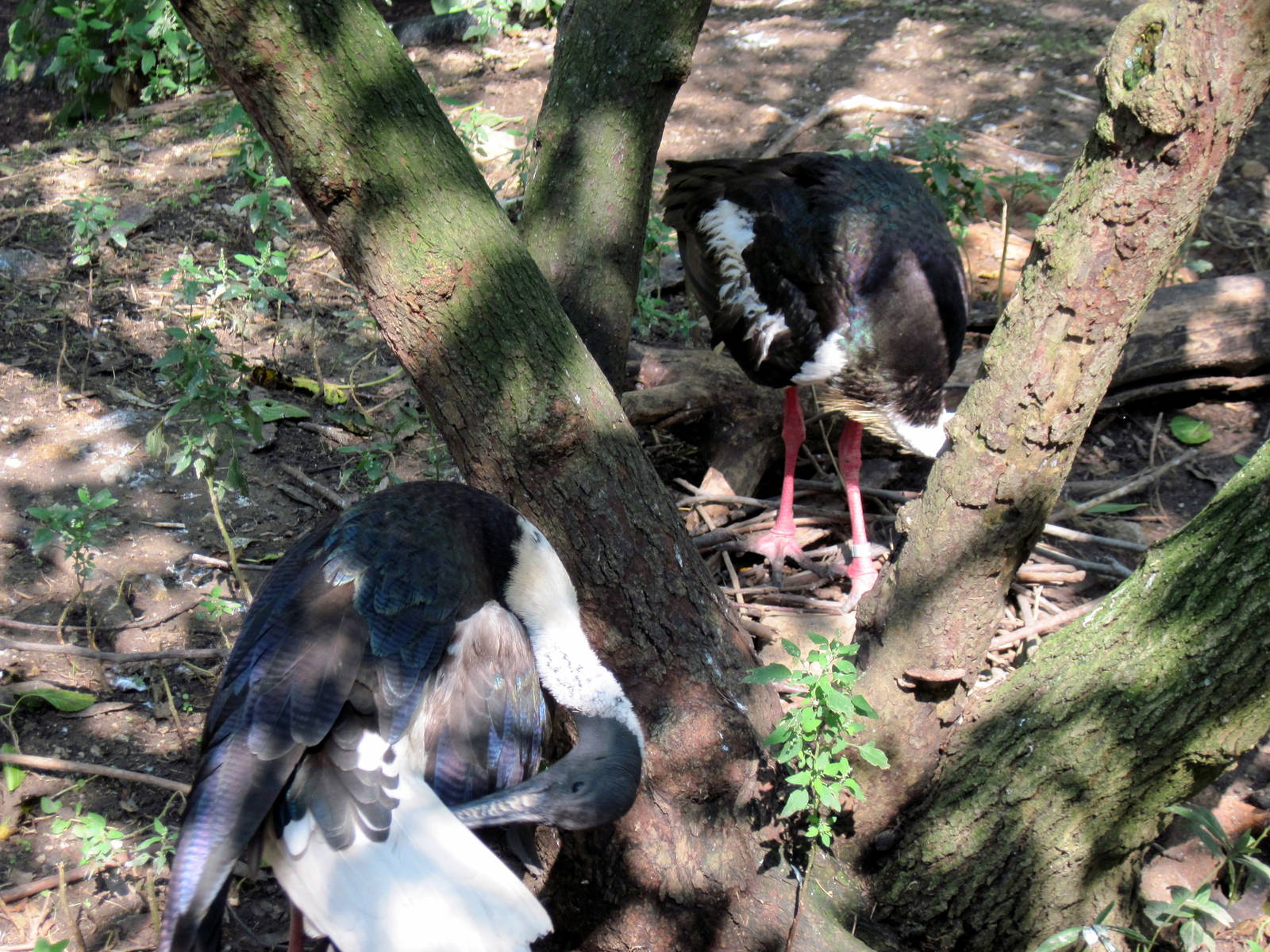 Australia-Straw-necked Ibis