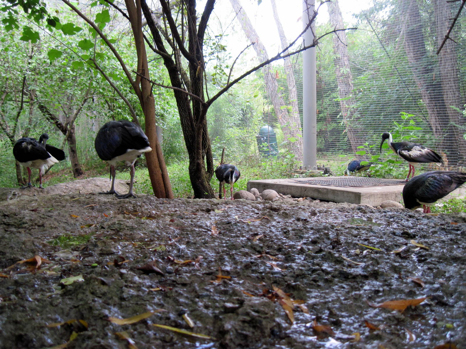 Australia-Straw-necked Ibises