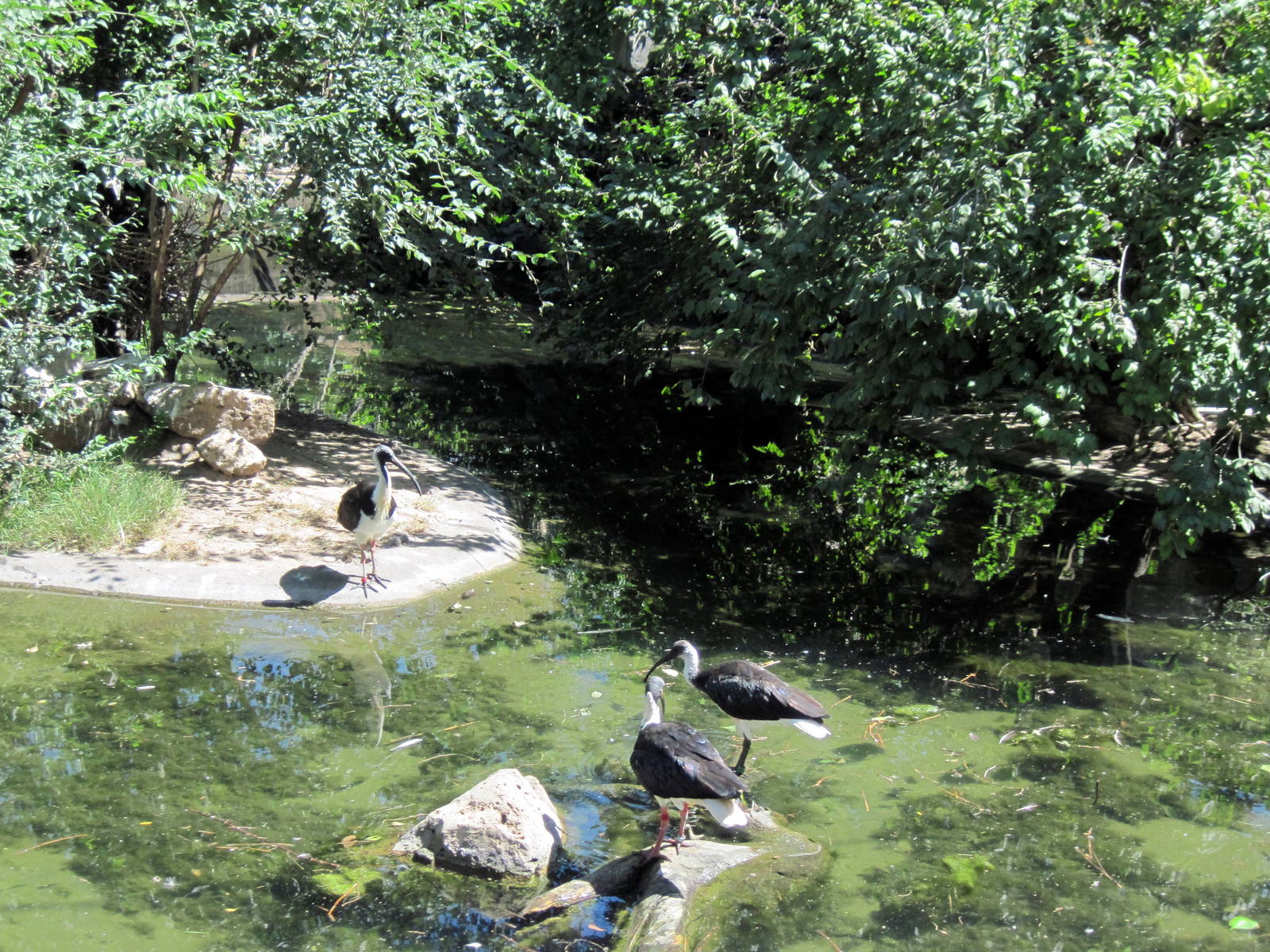 Australia-Straw-necked Ibises